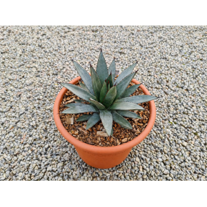 Agáve (Agave) ‘LITTLE PENGUIN’ - výška 15-20 cm, Ø 20-30 cm, kont. C6L (-5°C)
